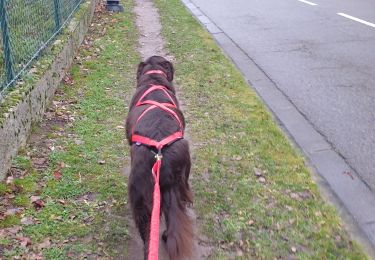 Tocht Stappen Chambourcy - chambourcy 7km - Photo