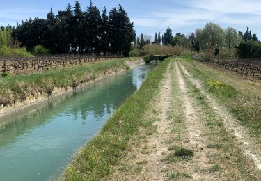 Trail Walking Aubignan - Le canal  - Photo