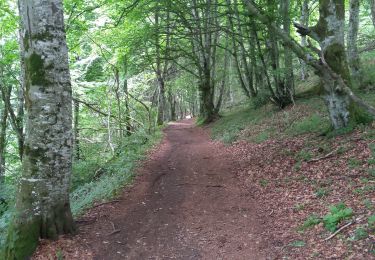 Tour Wandern Orcines - Ballade au Puy de Cōme - Photo