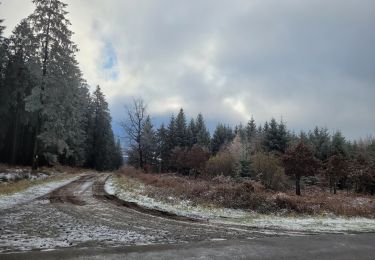 Tocht Stappen Saint-Hubert - rando fourneau st michel 28-11-2023 - Photo