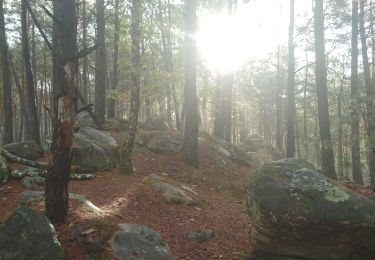 Trail Walking Fontainebleau - carrefour de Vienne  - Photo