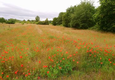 Tour Wandern Saint-Georges-sur-Cher - Saint-Georges-sur-Cher - les Magasins la Vallée Pitrou la Poterie - 6.8km 80m 1h40 - 2020 06 21 - Photo