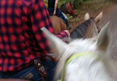 Trail Horseback riding Buriville - buriville pour debaliser avec élodie tiboy vispa tivio - Photo