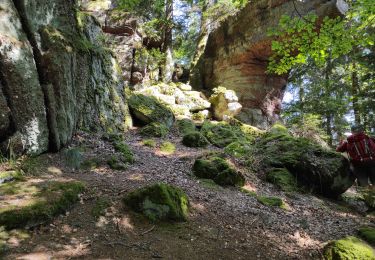 Tour Wandern Rappoltsweiler - Ribeauvillé  - Photo