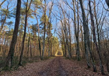 Trail Walking Nogent-sur-Vernisson - les Barres 45 Nogent sur Vernisson - Photo