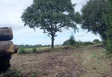 Tocht Stappen La Roche-en-Ardenne - Samrée août 23 - Photo