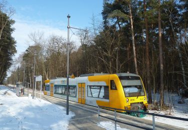 Percorso A piedi Bad Saarow - Naturlehrpfad Petersdorfer See - Photo