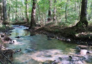 Trail Walking Nandrin - Promenade de la Rochette   - Photo