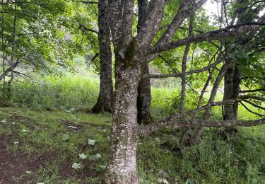 Tocht Stappen Orcival - Lac de serviere  - Photo