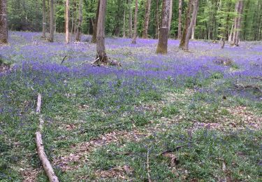 Trail Walking Dampierre-en-Yvelines - Château de Dampierre  - Photo