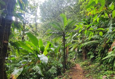 Excursión Senderismo Le Morne-Rouge - Trace des jesuites - Photo