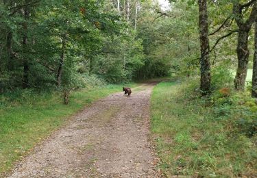 Trail Walking Bort-les-Orgues - Tour des orgues à Bort les Orgues - Photo