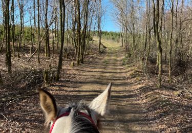 Trail Horseback riding Neufchâteau - Hamipré  - Photo