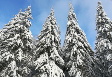 Trail Walking Saint-Hubert - Saint Hubert sous la neige  - Photo