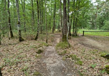 Tour Wandern Vendôme - Forêt de Vendôme Circuit 2 - Photo