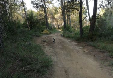 Trail Walking Castries - Castries pont Romain - Photo