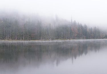 Tocht Te voet Sankt Oswald-Riedlhütte - Fuchs - Photo