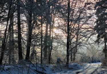 Tocht Stappen Tenneville - rando 18-01-2024 - Photo