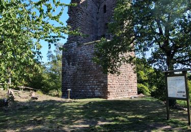 Excursión Senderismo Saverne - haut barr, canal  - Photo