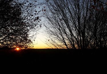 Tocht Stappen Durbuy - Bois de Viné - Borlon (Durbuy) - Photo