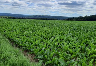 Randonnée Marche Viroinval - Viroinval commune de Mazée - Photo