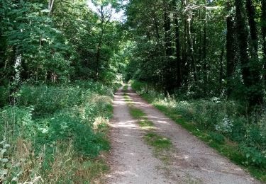 Tocht Noords wandelen Saint-Ghislain - Baudour canette de cuivre.  - Photo