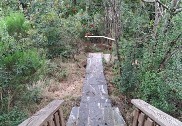 Trail Walking Martelange - Martelange, Radelange, Forêt d’Anlier - Photo