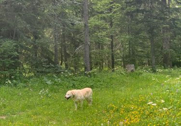 Trail Walking Autrans-Méaudre en Vercors - Les Narces 1 - Photo