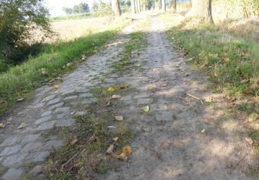 Tocht Te voet Beernem - Beverhoutsveld wandelpad - Photo