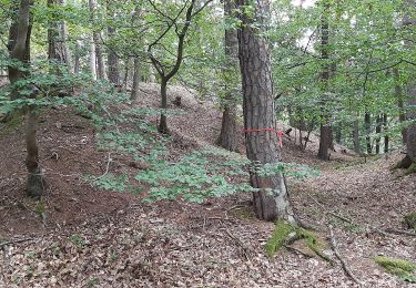 Percorso A piedi Alzenau - Kulturweg Alzenau 2 - Photo