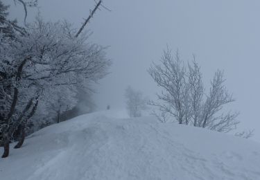 Percorso Racchette da neve Lans-en-Vercors - la moliere - Photo