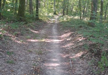Trail Walking Sauvigny-les-Bois - sauvignoise - Photo
