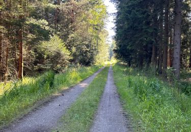 Percorso sport Philippsbourg - Étang de Hanau et château de Falkenstein  - Photo