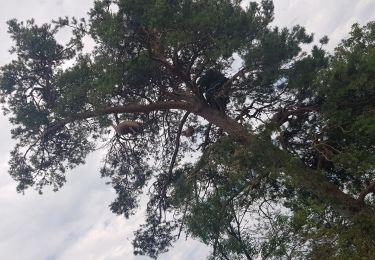 Tour Wandern Saint-Geneys-près-Saint-Paulien - Col de la croix de l'Alrbre - Photo