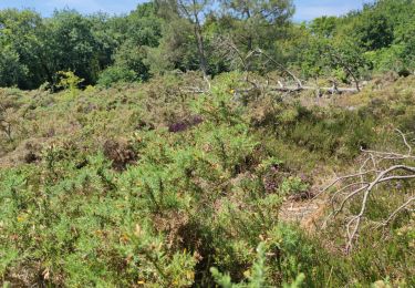 Trail Walking Carnac - Carnac - Photo