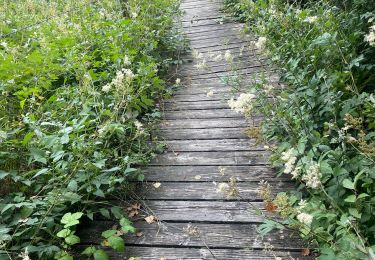 Tocht Stappen Lacapelle-Viescamp - Boucle du Marais Cassan Calvanhac - Photo