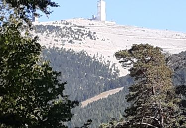 Trail Walking Beaumont-du-Ventoux - Mont Serein Col du Comte - Photo