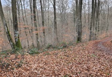 Trail Walking Lyons-la-Forêt - Arboretum  - Photo