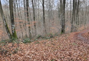 Randonnée Marche Lyons-la-Forêt - Arboretum  - Photo