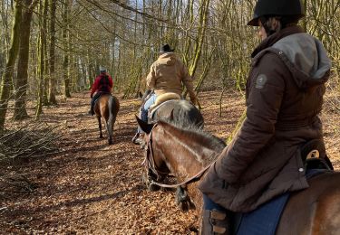 Trail Horseback riding Bastogne - Livarchamps 27 février 2021 - Photo