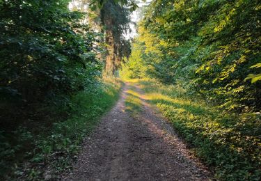 Trail Walking Étalle - Chantemelle la tranchée des portes - Photo