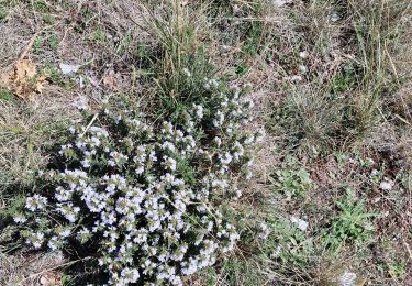 Trail Walking Noyers-sur-Jabron - la Pellegrine - Photo