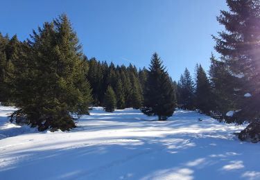 Trail Snowshoes Verchaix - Plateau de Loex - Photo