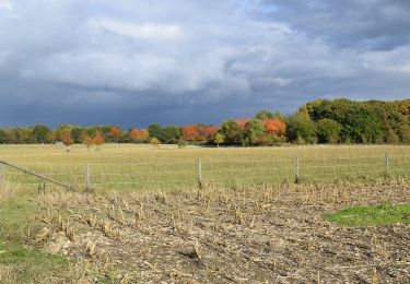 Trail On foot Bornheim - Ville A39 - Photo