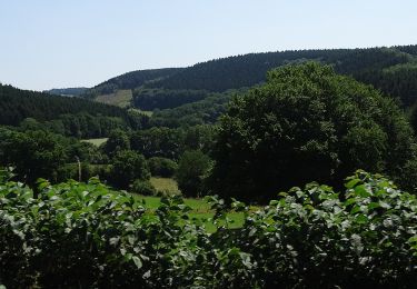 Percorso A piedi Stavelot - 6. Promenade du Houx - Photo