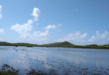 Tocht Stappen Sainte-Anne - Pointe Coton - Photo