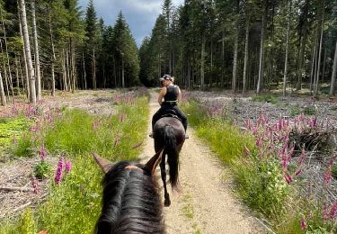 Trail Horseback riding Saint-Romain-Lachalm - Rando Saint-Romain-Lachalm / Riotord - Photo