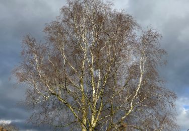 Tocht Stappen Graven - Bossu Nethen - Photo