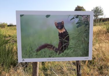 Trail Walking Sapois - Le haut du tot - Photo