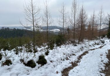 Trail Walking Stavelot - Stavelot 20,6 km - Photo